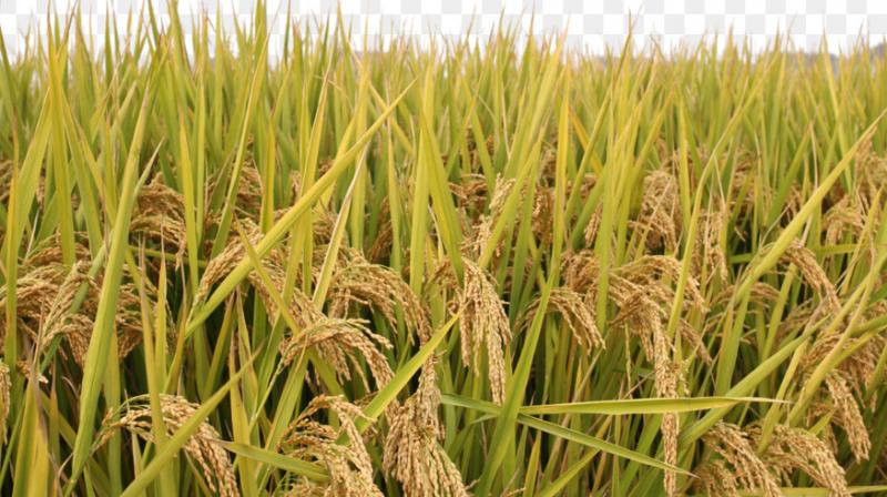 132879 metric tonnes of Paddy procured