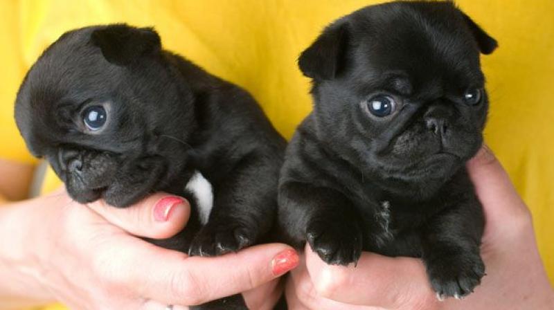 Puppies died due to respiratory arrest