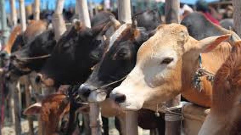Punjab has an estimated 70 lakh livestock, including approximately 65 lakh cows and buffaloes, which contribute heavily to the carcass burden. File Photo.
