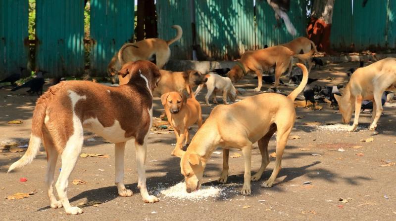 Dogs Maul Mentally Challenged Woman To Death In UP's Kushinagar; Villagers Raise Safety Concerns (Representative Image)