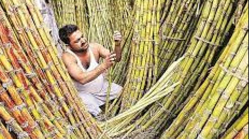 Government statements suggest that this revenue stream may help make the mill financially sustainable while also creating direct and indirect employment opportunities in the region. File Photo.