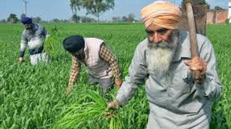 According to OECD data, Indian farmers lost INR 45 lakh crore between 2000 and 2017 and an additional INR 12.5 lakh crore in 2022-23 alone due to the absence of MSP. File Photo.