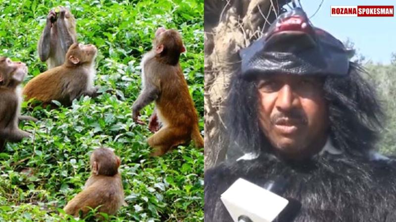 Uttar Pradesh: Farmer dresses up as bear to scare away Monkeys, to save crops