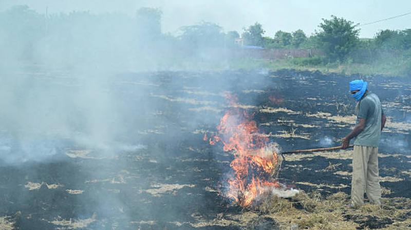 The court issued notices to both states.It asked them to submit reports on their efforts to mitigate stubble burning. File Photo.