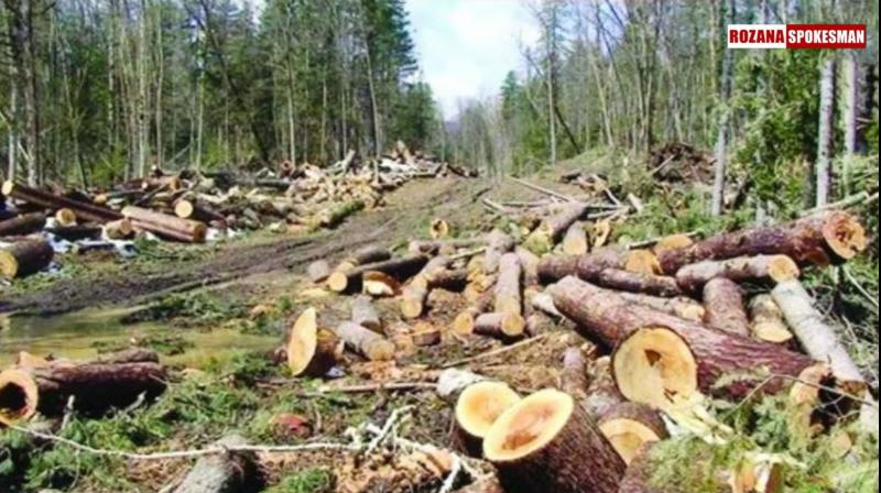 How to stop the destruction of dense forests in Punjab? Editorial: