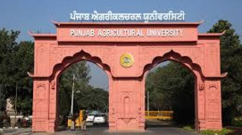 PAU has dedicated 11 years to developing the OL series of oats, continuously improving the crop's yield and nutritional content. File Photo.