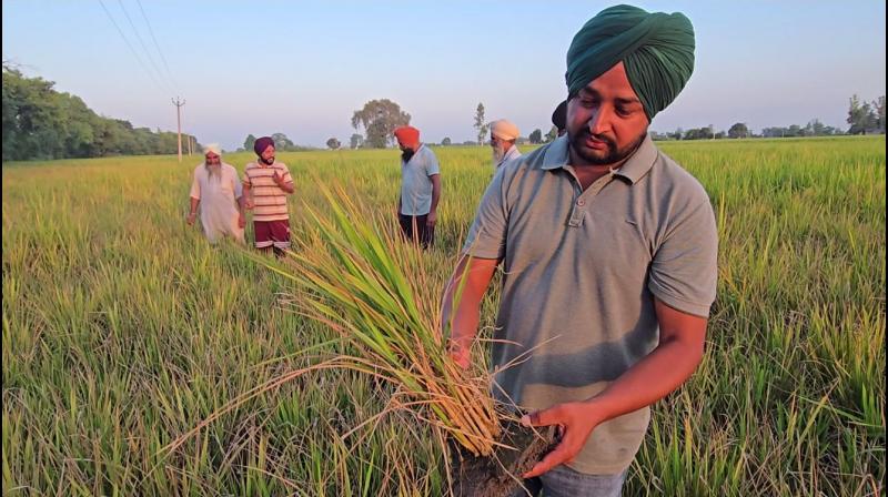 Punjab News: Paddy Crop of Farmers in Several Villages of Sangrur Hit by ‘Chinese Virus'