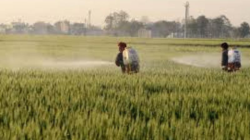 Experts are advising farmers to apply light irrigation to crops to maintain soil temperature and protect against freezing. File Photo.