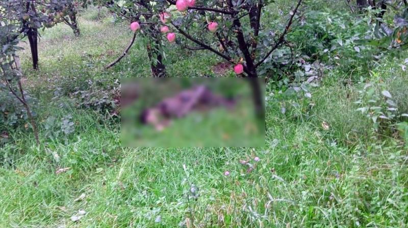 Jammu And Kashmir News: One Terrorist Killed In Gudar Forest Area In Kulgam, Operation Underway