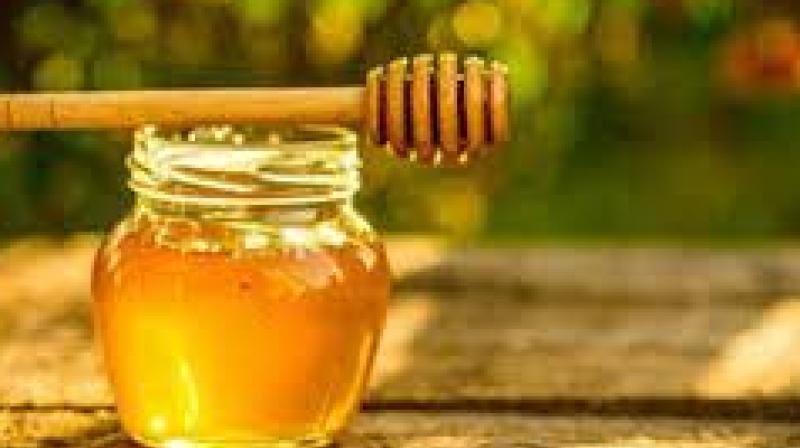 A cornerstone of the Green Revolution, Punjab Agricultural University (PAU), Ludhiana, has been a pioneer in India's apiculture growth. File Photo.