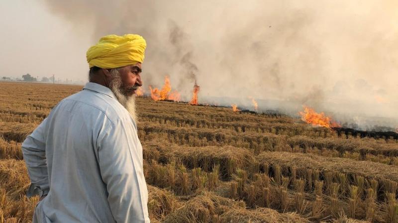 Barnala Admin Announces Several Rs 7 Lakh Lucky Draws For Farmers For Stubble Management (Representative Image, Image Courtesy: BBC)
