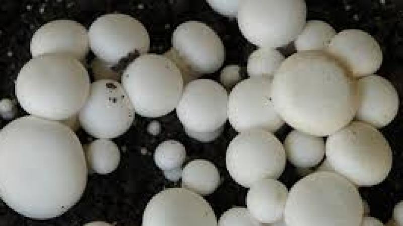 Dr Kanwar Barjinder Singh, Director of PAMETI, said that the programme is designed to empower women economically, noting that such independence "uplifts entire communities". File Photo.