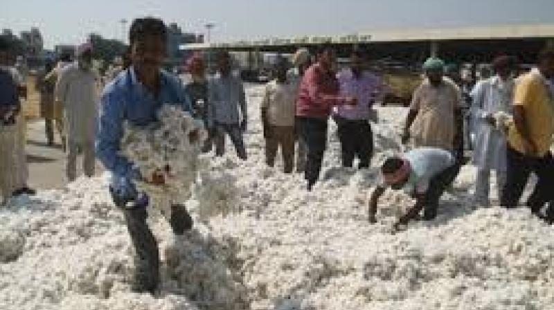 The larger implication is that such repeated episodes may push farmers to abandon cotton and shift to crops such as paddy or wheat. File Photo.