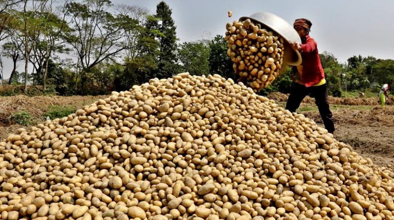 Union Cabinet Approves Establishment of South Asia Regional Centre of International Potato Center (CIP) in Uttar Pradesh