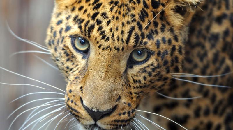Elderly woman killed in leopard attack