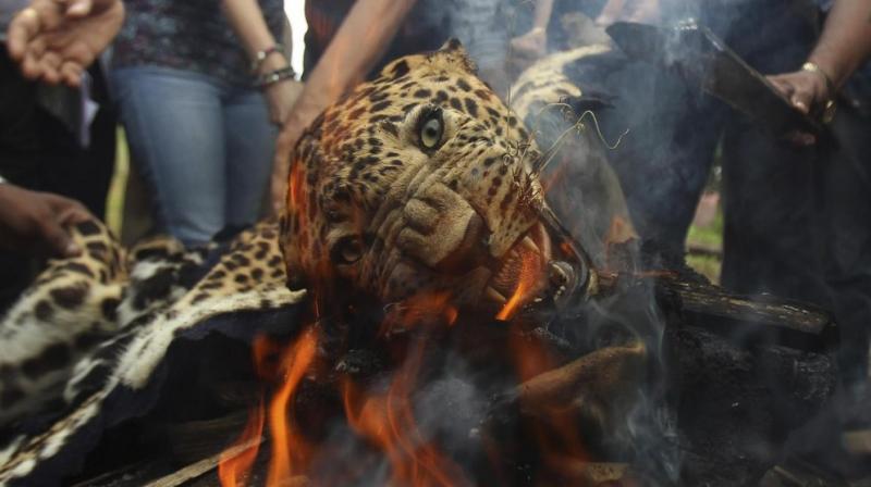 Leopard beaten up, burnt alive