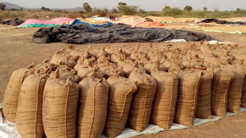 5209257 MT PADDY PROCURED