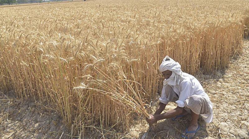 Excess heat may speed up maturity, reduce grain weight and ultimately impact both yield and quality. File Photo.