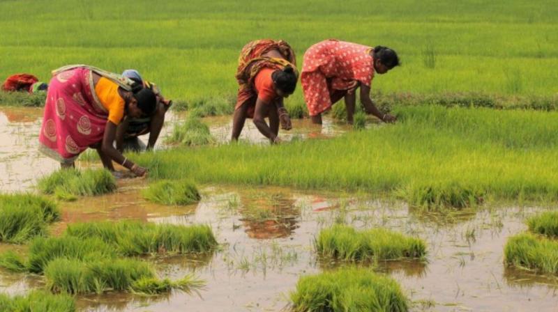 Agriculture News: Kharif crop sowing is more than 1065 lakh hectares