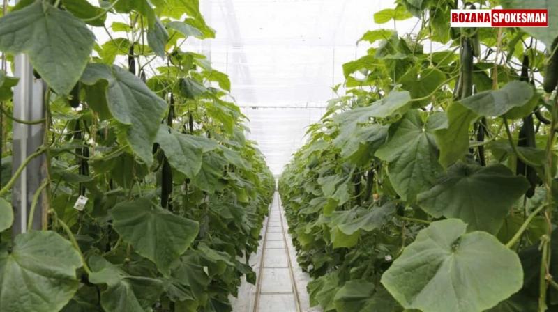 Farmers Can Earn Lakhs in Profit by Cultivating Cucumber