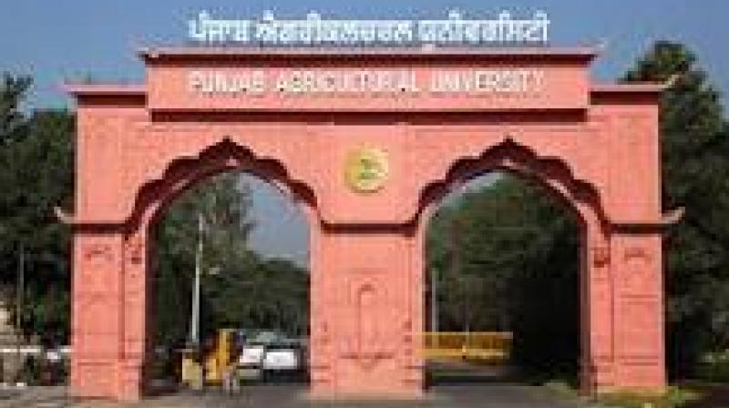 According to University officials, the disturbance would likely trigger gusty winds reaching speeds of 40–60 kmph, hailstorms with the potential for significant crop damage. File Photo.