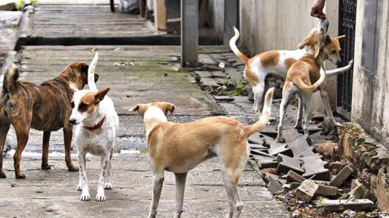 Editorial: A serious headache has become a problem with dogs File Photo.