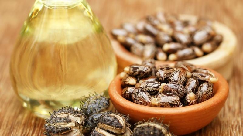 Castor seeds bold and castor oil