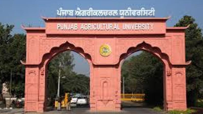 Dr Gurveer Kaur, a scientist involved in the research, said that this method solves the problem of limited space on product labels while ensuring authenticity. File Photo.