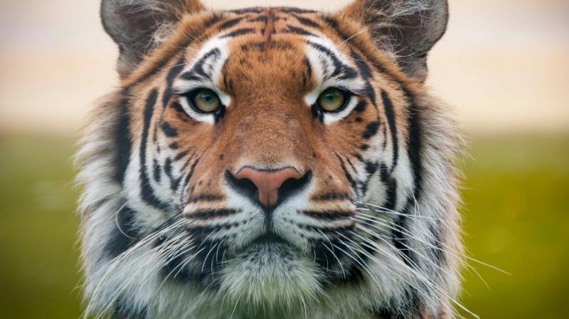 INTERPOL Commends Madhya Pradesh State Tiger Force for Convicting Notorious International Tiger Trafficker Tashi Sherpa Latest News: