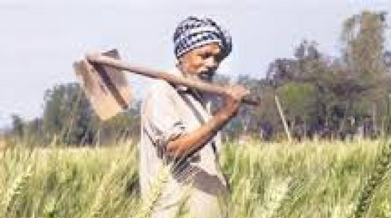 A significant portion of the potato crop had already been harvested after weather warnings were issued. File Photo.