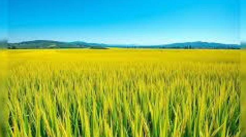 Dr Satbir Singh Gosal, Vice-Chancellor of Punjab Agricultural University, said that while India's rice production is commendable, there are ecological concerns. File Photo.