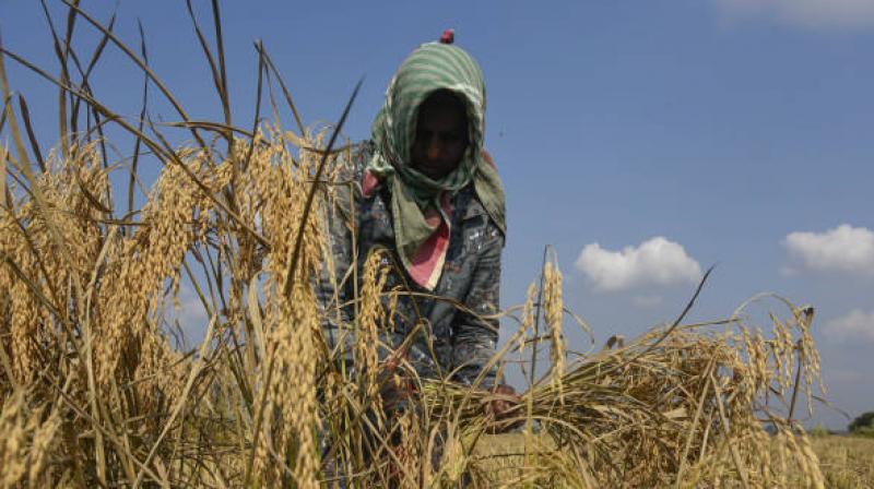 Many farmers reported that rising extraction costs are pushing them toward the brink of economic strain. File Photo.
