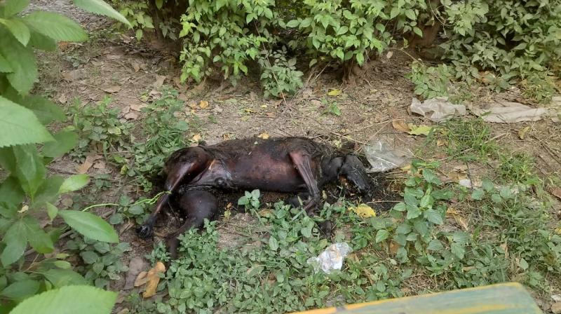 Shocking Case of Animal Cruelty: Dog Allegedly Burnt to Death in Mohali, Punjab