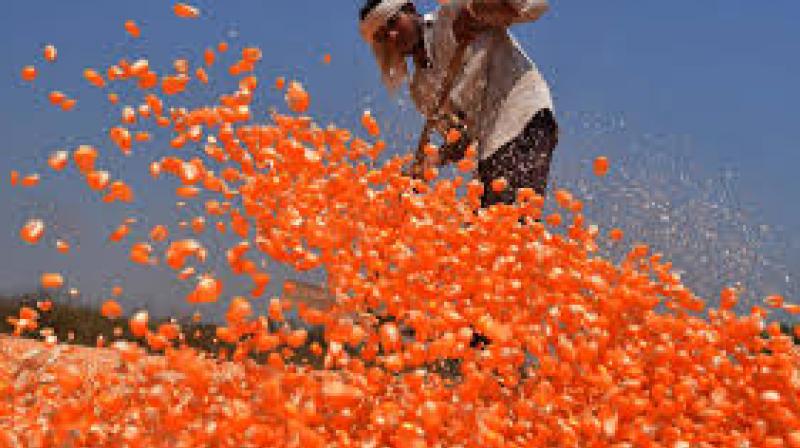 By producing seeds locally, the state hopes to encourage crop diversification and support the burgeoning biofuel industry. File Photo.