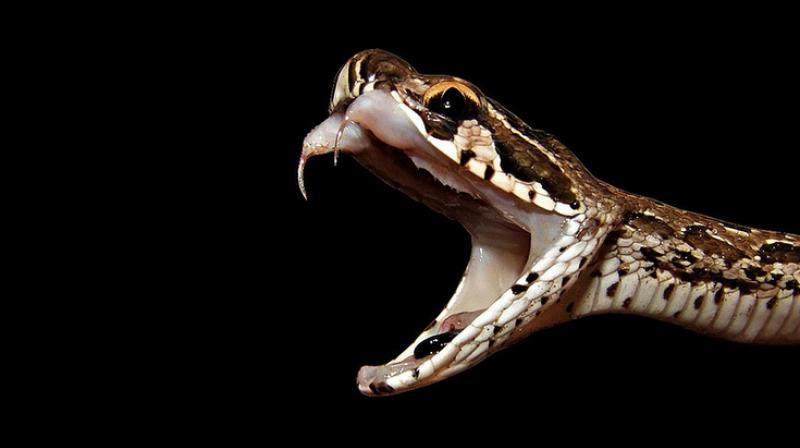 Russell's viper snakes found in school's kitchen
