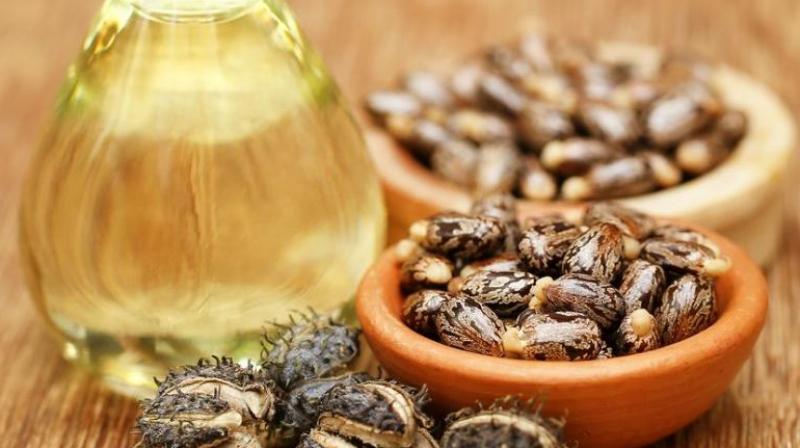 Castor seeds bold and castor oil