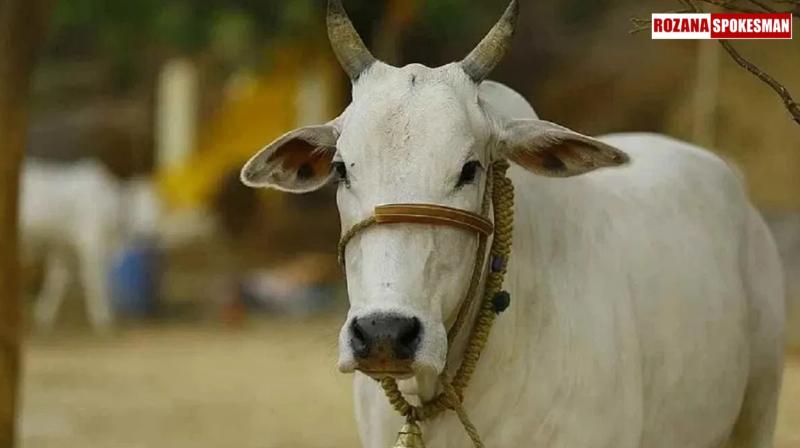 Maharashtra Declares Indigenous Cows as 'Rajyamata-Gomata' Ahead of Assembly Elections 2024