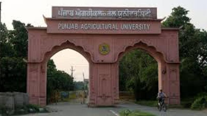 PAU Vice-Chancellor Dr Satbir Singh Gosal said that the university is focusing on climate-resilient and water-saving technologies to address depleting water tables. File Photo.