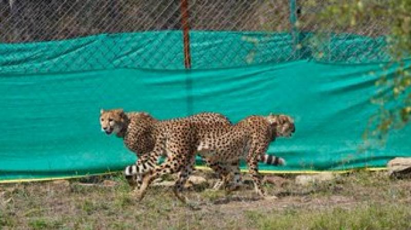 The newly arrived group, including six females and three males, has been placed in quarantine enclosures where they will undergo health checks and acclimatisation before a phased release into the wild.  File Photo.