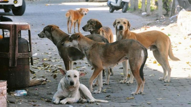 Telangana: Village panchayat authorities booked for killing of 100 stray dogs (Representative Image)