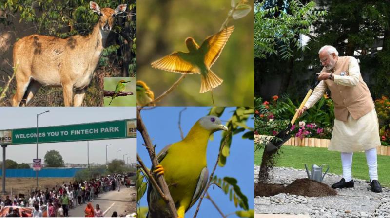 PM to Lead Tree Plantation on World Environment Day; Jaipur’s Dhol Ka Badh Battles Unity Mall Plans