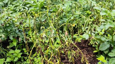 According to Dr Satbir Singh, Associate Director (Training) at KVK Ropar, late blight, which is caused by a fungal pathogen, is one of the most destructive diseases affecting potato crops and can lead to complete crop failure if not checked promptly. File Photo.