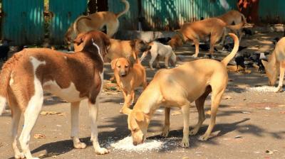Dog lovers meet Delhi Mayor over SC's order on stray dogs, Phase Wise Implementation Agreed  