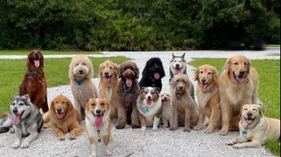 Whether you're looking for a cuddly watchdog or an energetic companion, one of these loyal breeds could be your perfect match. (Image Courtesy: The Spruce Pets)