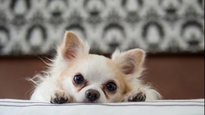 Stop culling of dogs