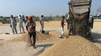 Punjab Crop Yields Severely Affected After Floods; Only 5 Quintals of Paddy Harvested from 2 Acres