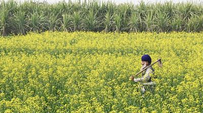 Ahead of the payment, the Centre on Wednesday urged farmers to verify their details on the PM-Kisan portal and complete the mandatory e-KYC process to ensure that the installment reaches them without delay. File Photo.