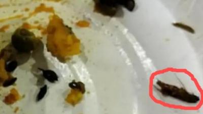 Cockroach Found in Samosa