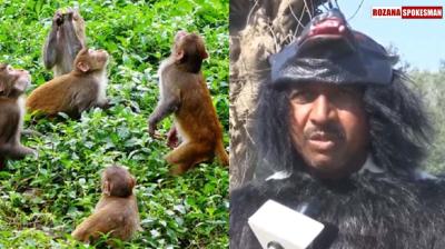 Uttar Pradesh: Farmer dresses up as bear to scare away Monkeys, to save crops