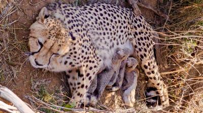 India's cheetah population reaches 53 as Namibian cheetah Jwala gives birth to five cubs